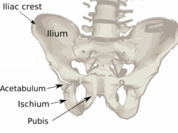 250px-pelvis_diagram